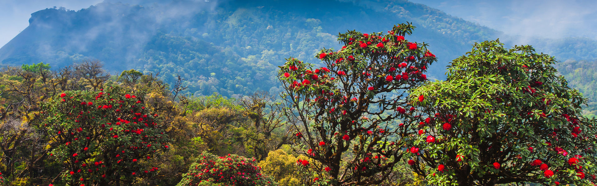 Rhododendron Tours